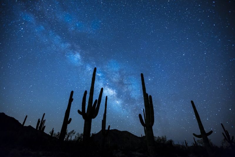milky-way_Cactus